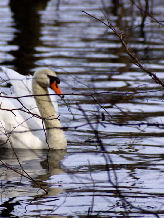 idyll-am-wolgastsee-aufnahme-eines-schwans